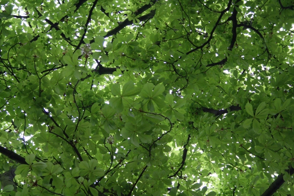 photo of Spring Canopy
